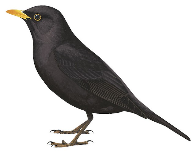Chinese Blackbird - Turdus mandarinus - Birds of the World