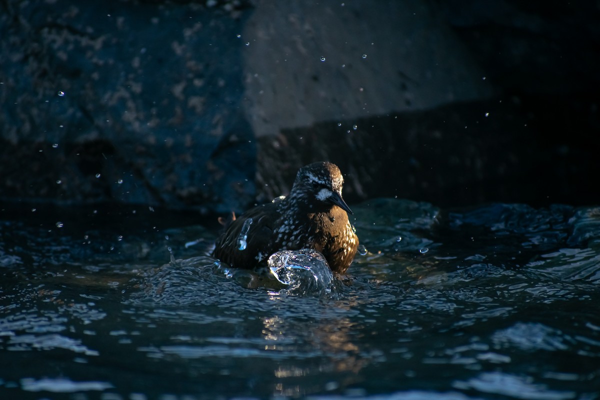 Black Turnstone - ML153143891