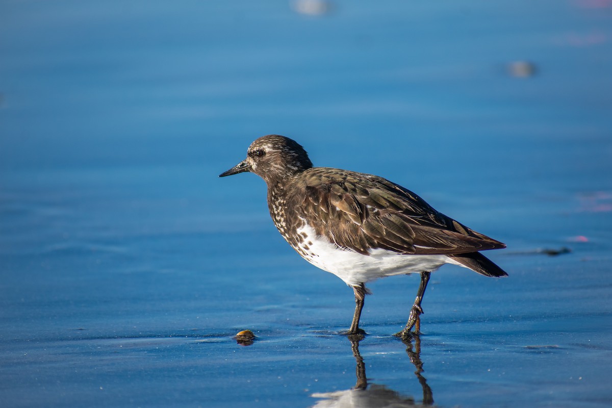 Black Turnstone - ML153144141