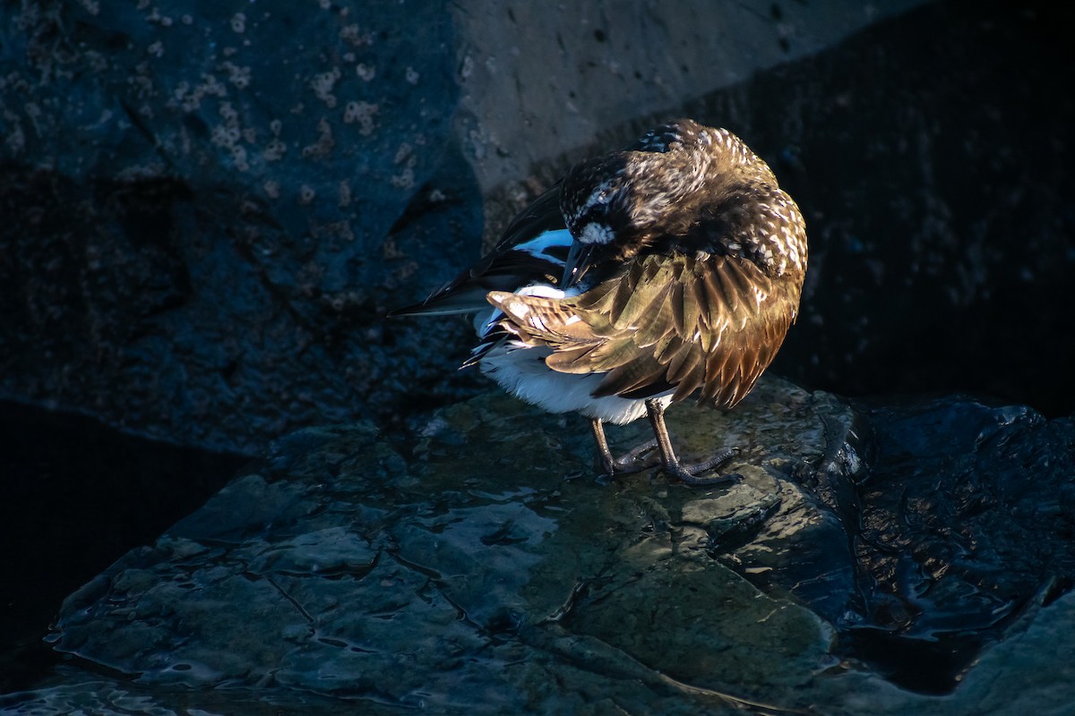 Black Turnstone - ML153144221