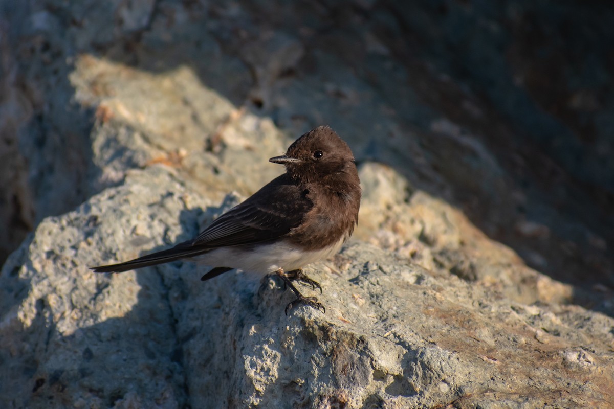 Black Phoebe - ML153144611