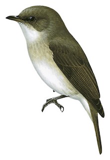 Muscicapa aquatica aquatica