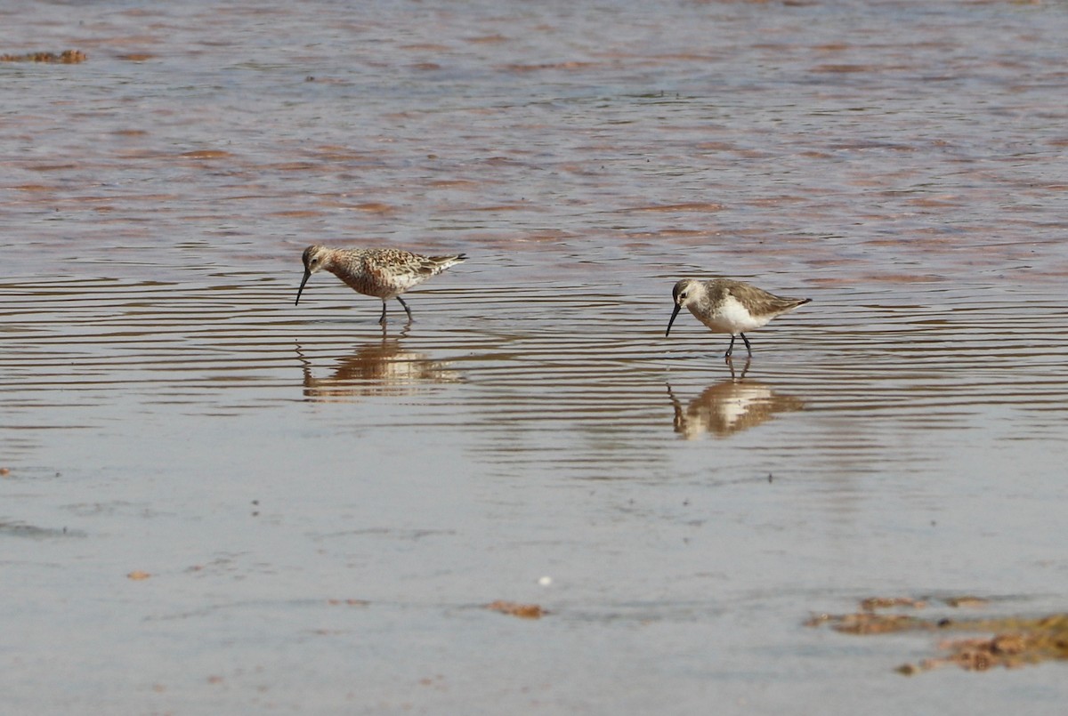 Curlew Sandpiper - David Guarnieri