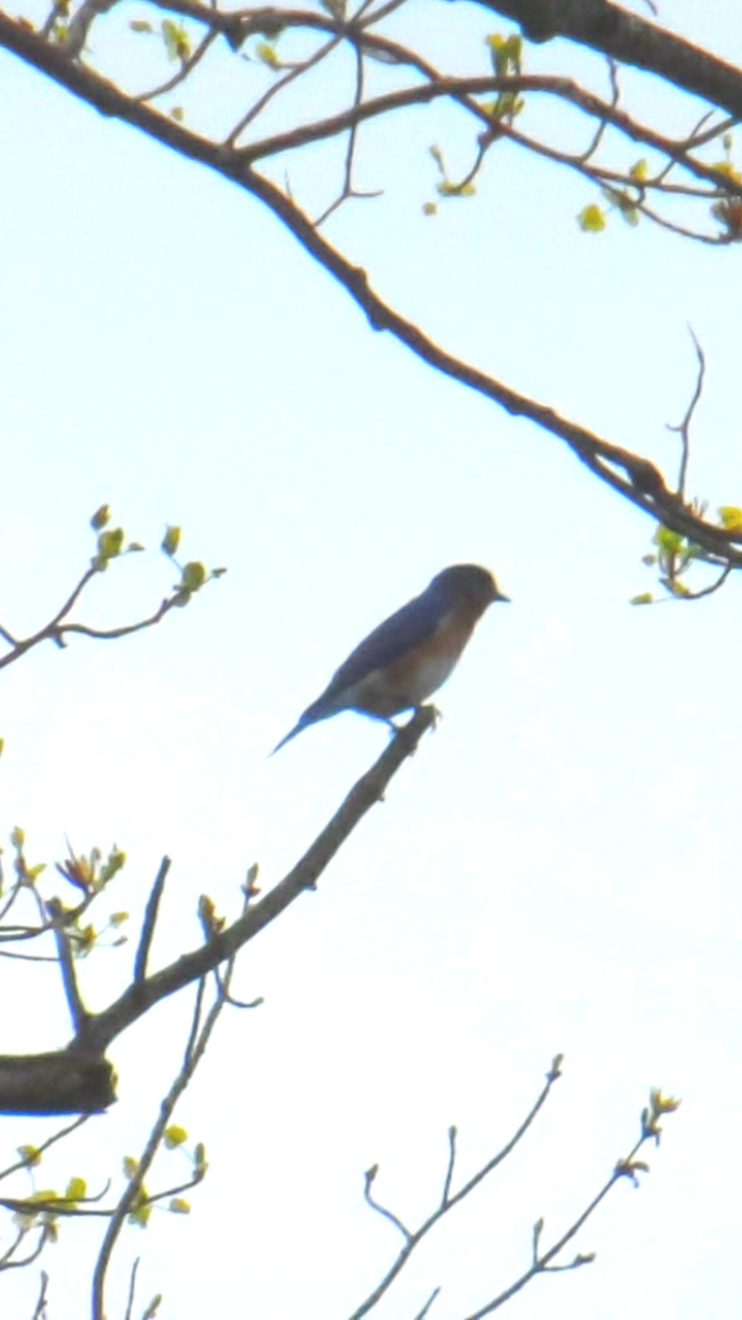 Eastern Bluebird - ML153148271