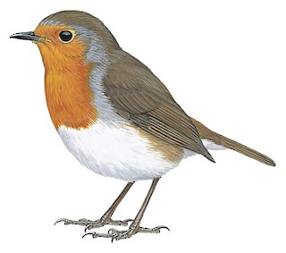 Erithacus rubecula superbus
