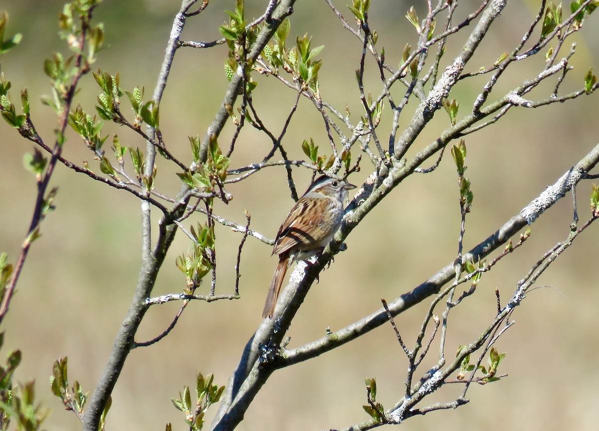 Swamp Sparrow - ML153152151
