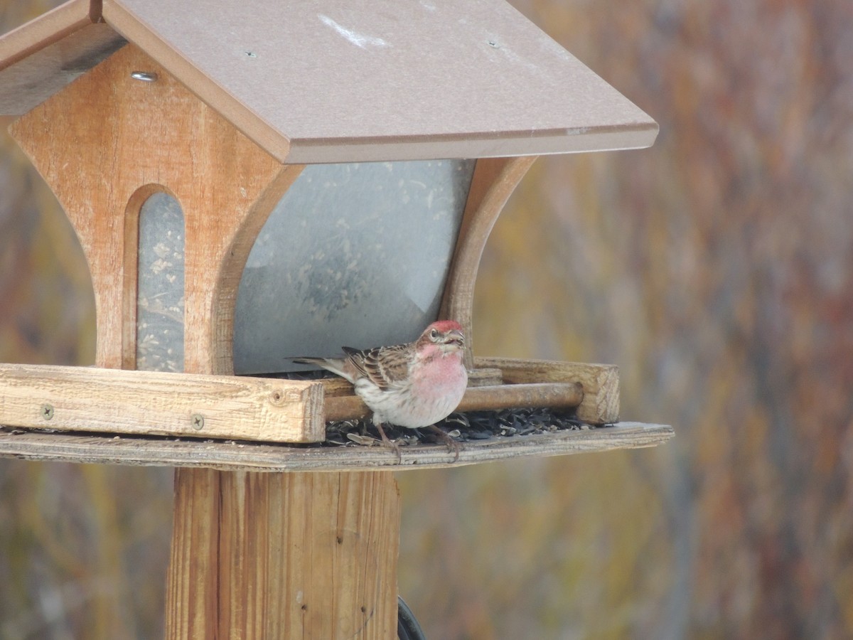 Cassin's Finch - Steven Schellenger