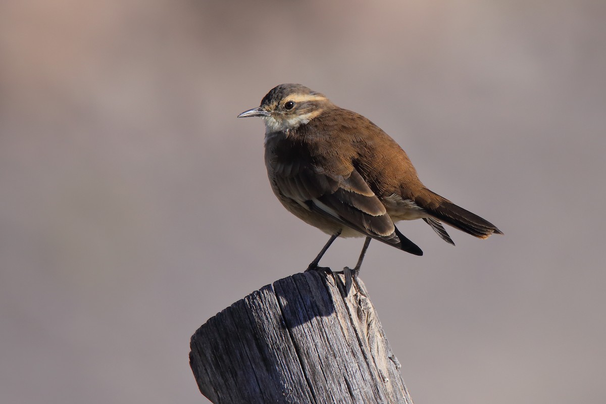 Cream-winged Cinclodes - ML153156831