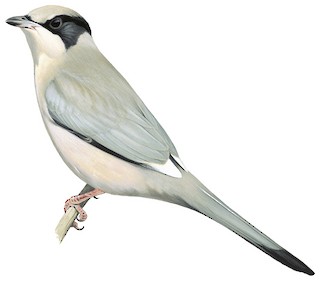 Hypocoliidae - Hypocolius - Birds of the World