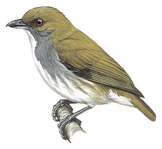 Olive-backed Flowerpecker