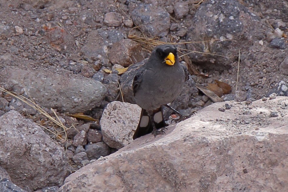 Band-tailed Seedeater - ML153159701