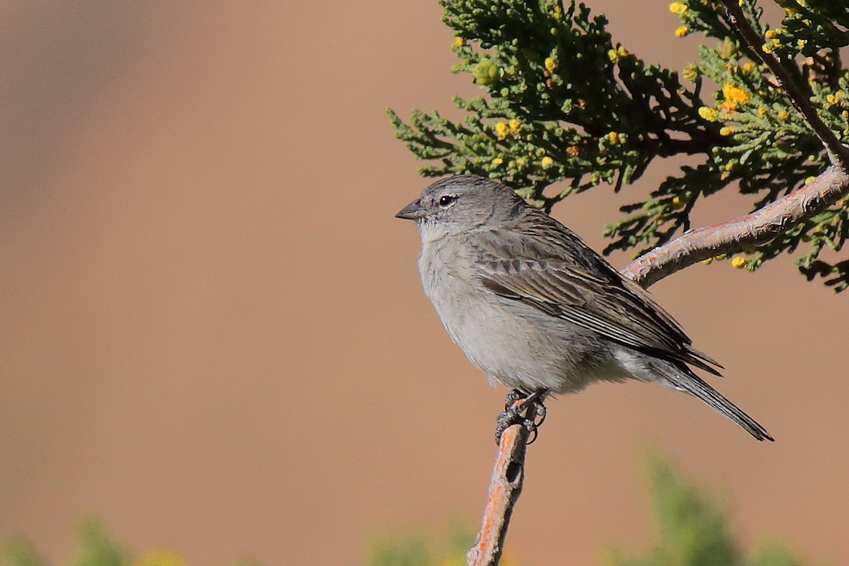 Ash-breasted Sierra Finch - ML153159831