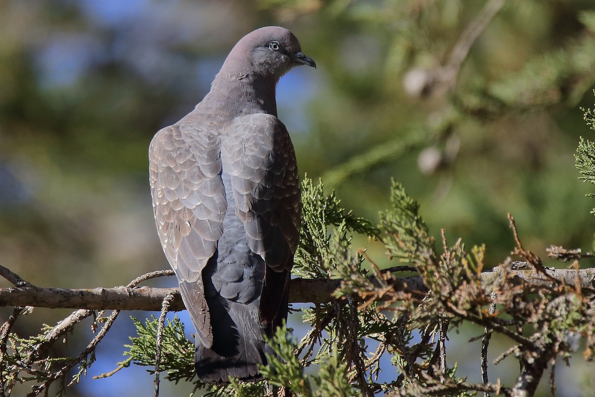 Spot-winged Pigeon - ML153160401