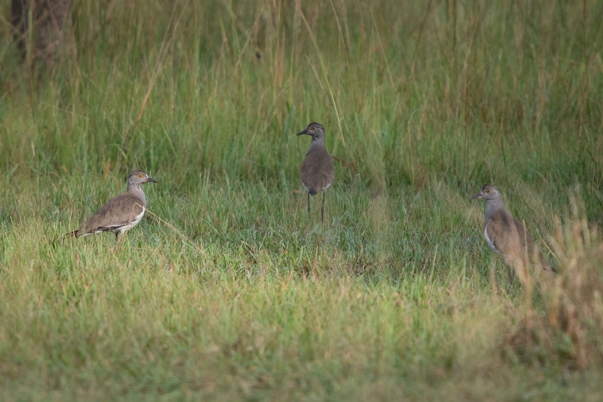 Senegal Lapwing - ML153160411