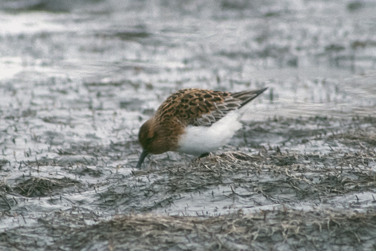 Bécasseau sanderling - ML153161221