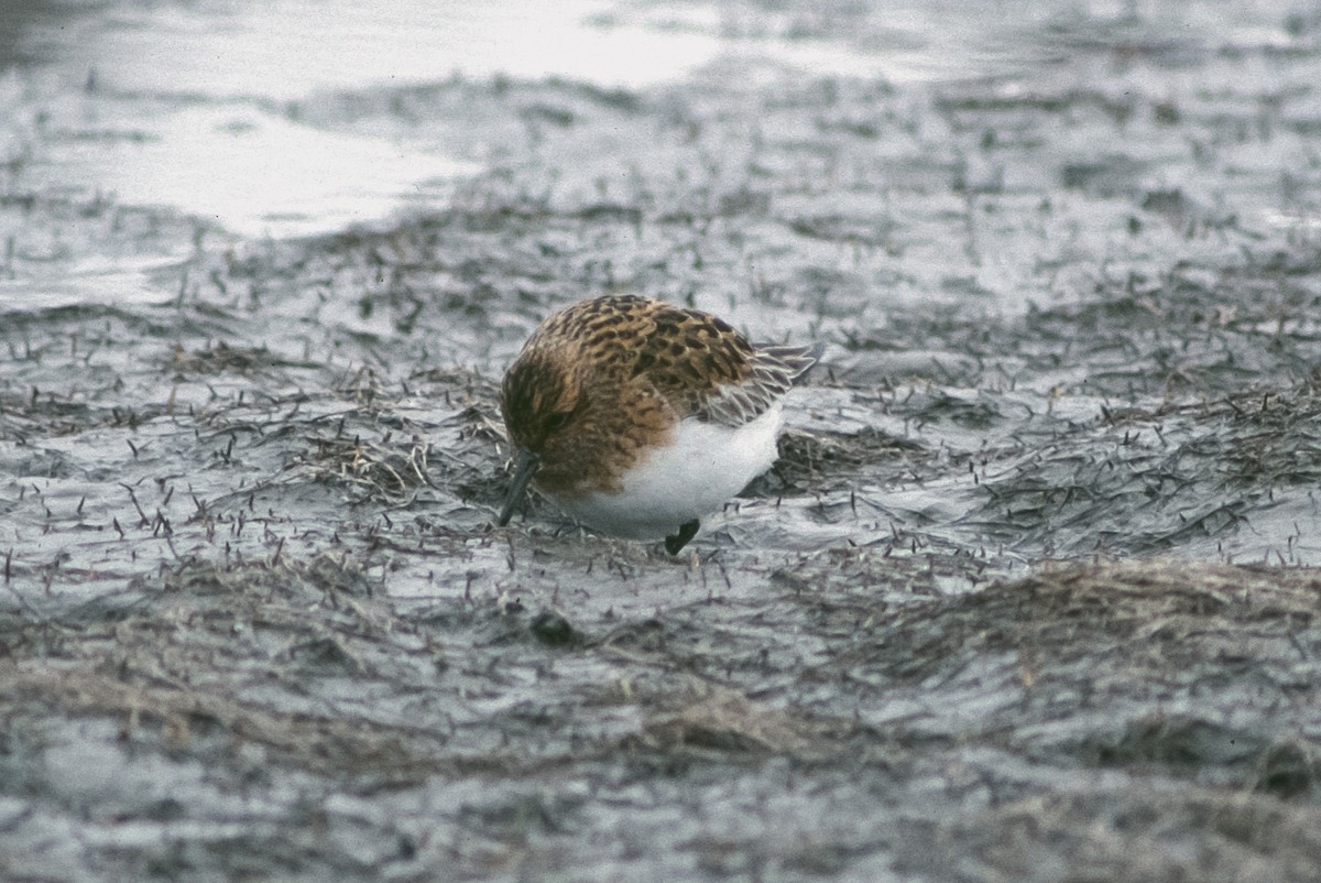 Bécasseau sanderling - ML153161381