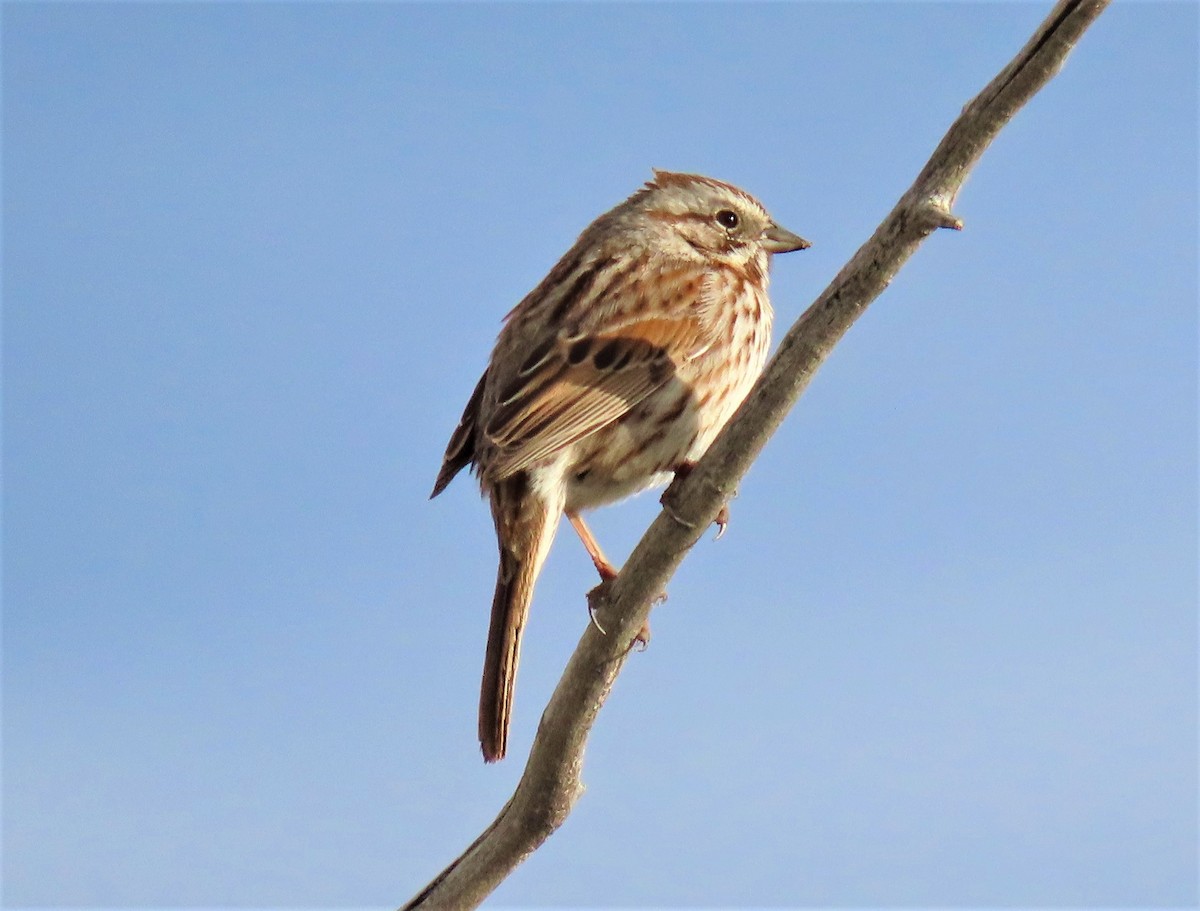 Song Sparrow - ML153162401