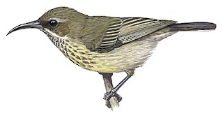 Shelley's Sunbird - Cinnyris shelleyi - Birds of the World