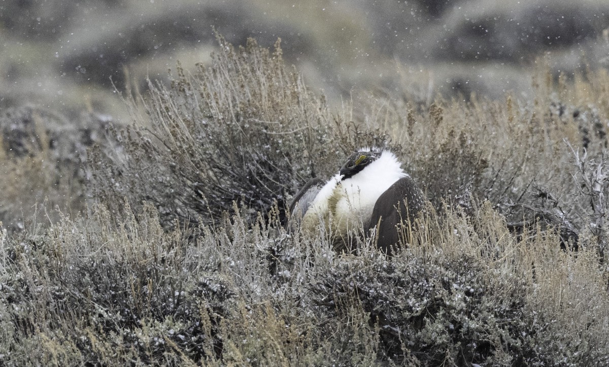 Greater Sage-Grouse - Peter Seubert