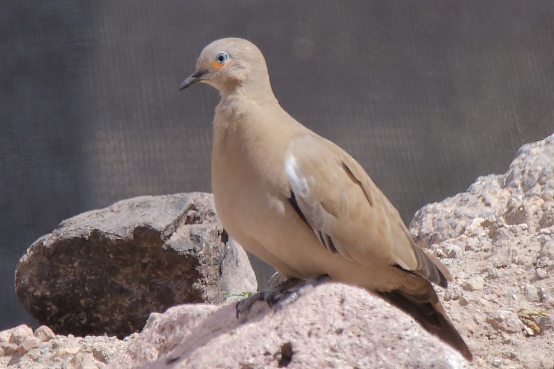 Black-winged Ground Dove - ML153163351