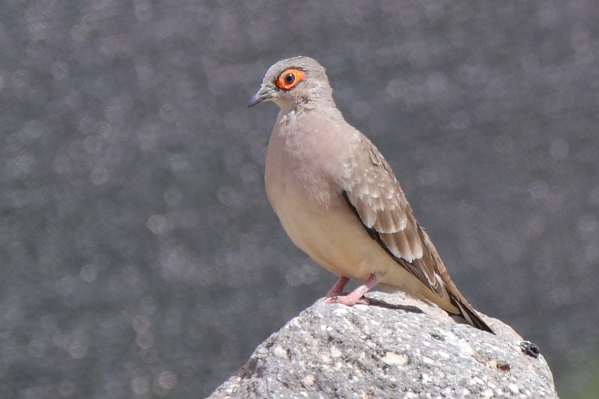 Bare-faced Ground Dove - Juan Figueroa Castillo