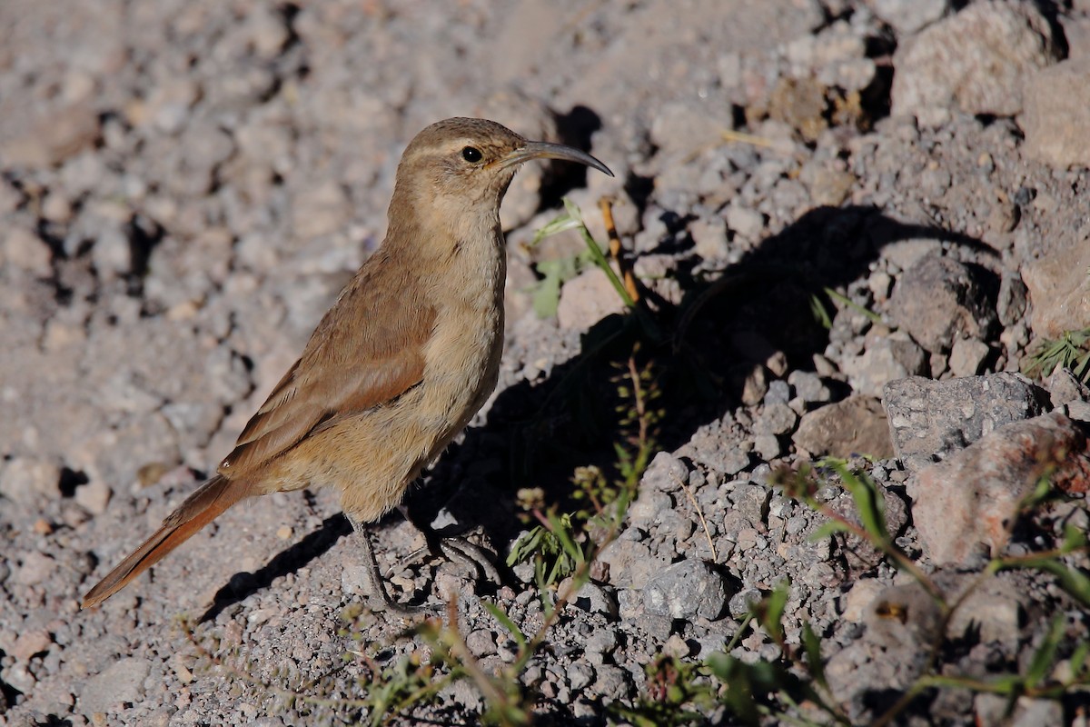 Buff-breasted Earthcreeper - ML153164281