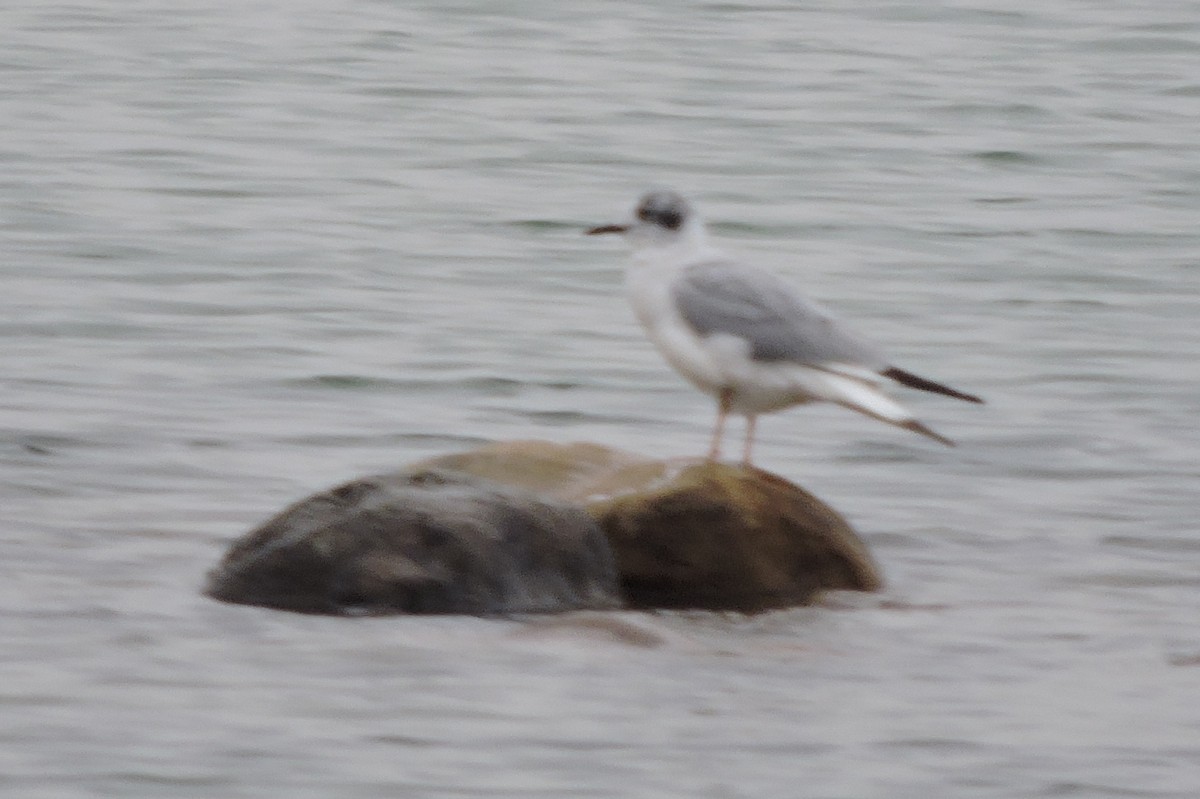 Bonaparte's Gull - ML153164911