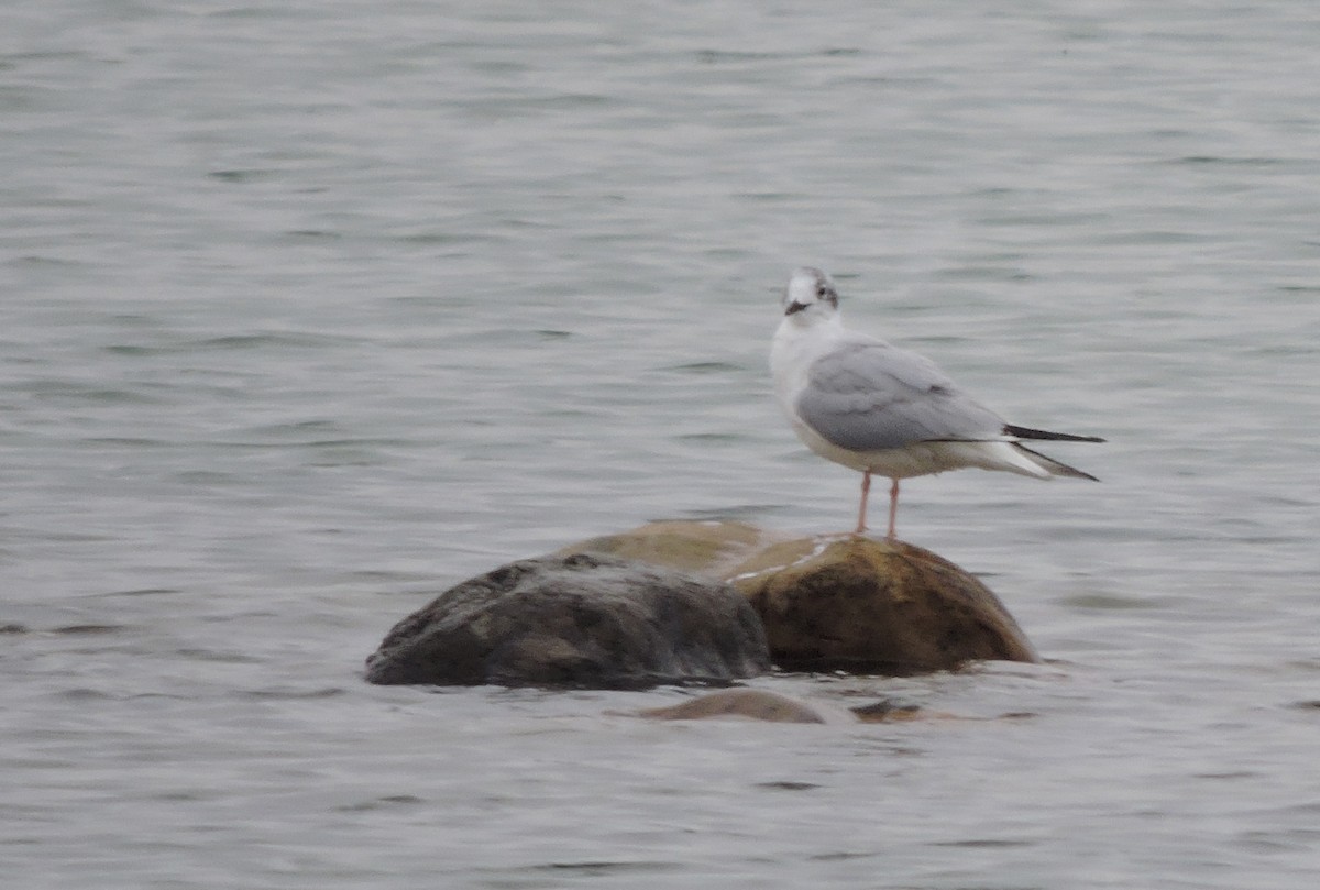 Bonaparte's Gull - ML153164951