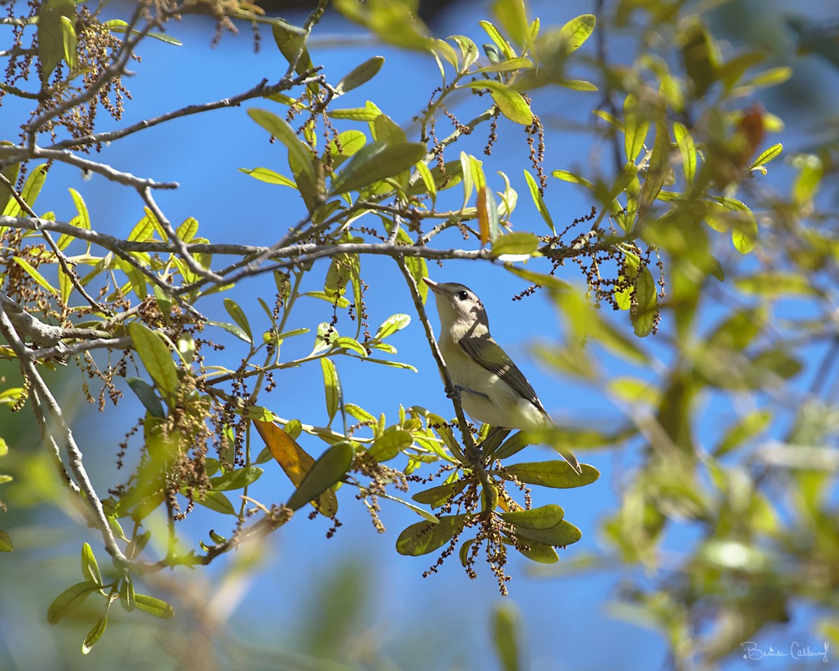 Eastern Warbling Vireo - ML153169941