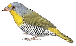 Green-winged Pytilia - Pytilia melba - Birds of the World