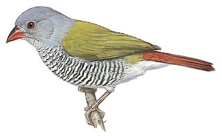 Green-winged Pytilia - Pytilia melba - Birds of the World
