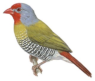Green-winged Pytilia - Pytilia melba - Birds of the World