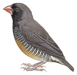 Quailfinch - Ortygospiza atricollis - Birds of the World