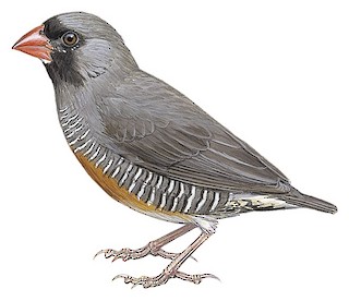 Quailfinch - Ortygospiza atricollis - Birds of the World