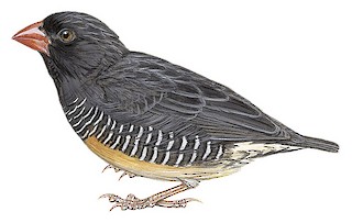 Quailfinch - Ortygospiza atricollis - Birds of the World