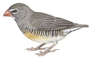 Quailfinch - Ortygospiza atricollis - Birds of the World