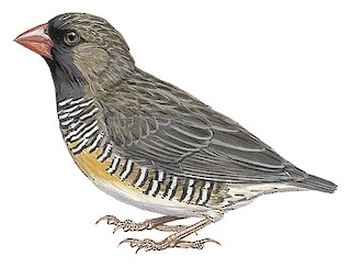 Quailfinch - Ortygospiza atricollis - Birds of the World