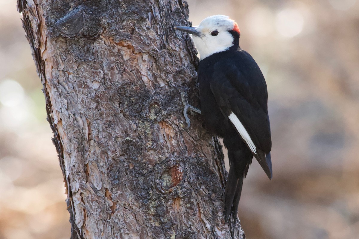White-headed Woodpecker - Ryan Terrill
