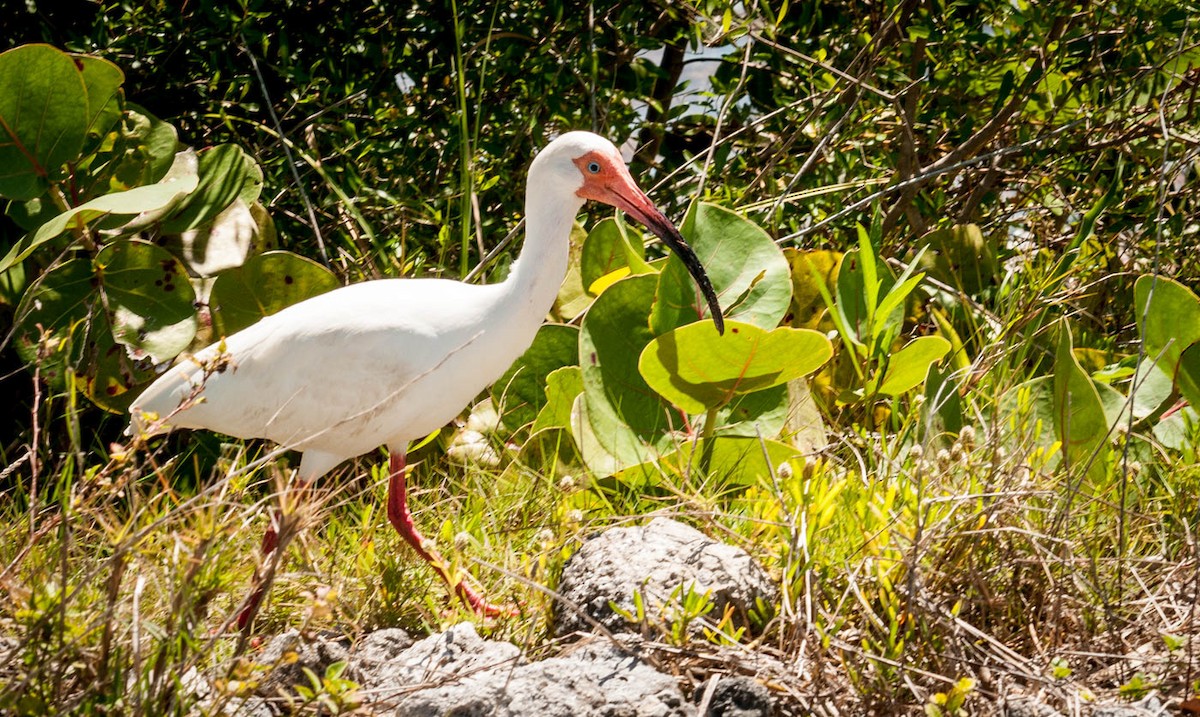 ibis bílý - ML153173831