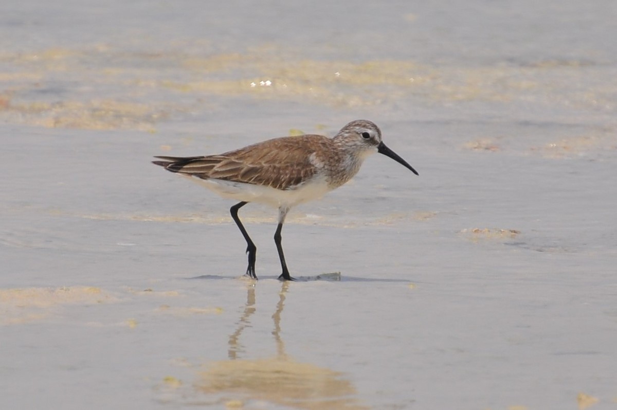 Curlew Sandpiper - ML153173911