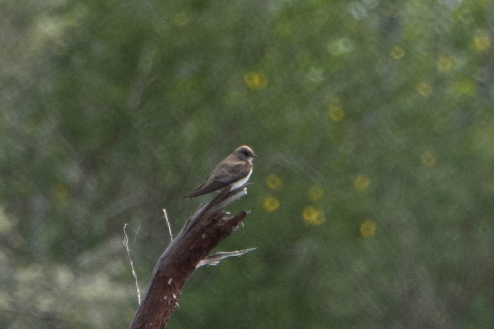 Northern Rough-winged Swallow - ML153174261