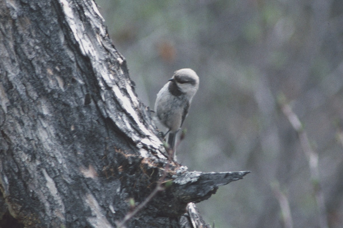 Gray-headed Chickadee - ML153175511