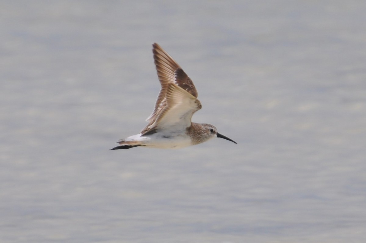 Curlew Sandpiper - ML153175521