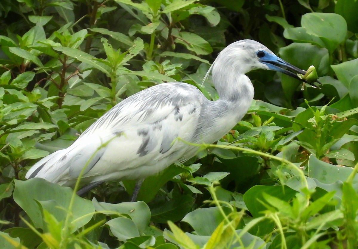 Little Blue Heron - Albert Ribes