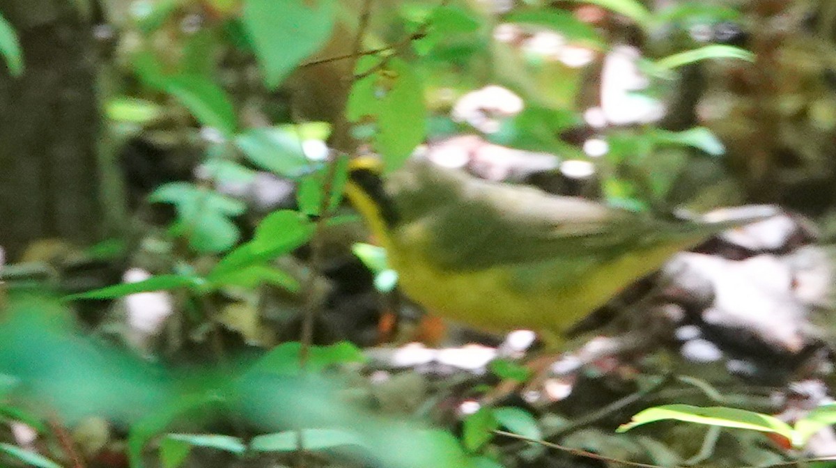 Kentucky Warbler - Claire Herzog