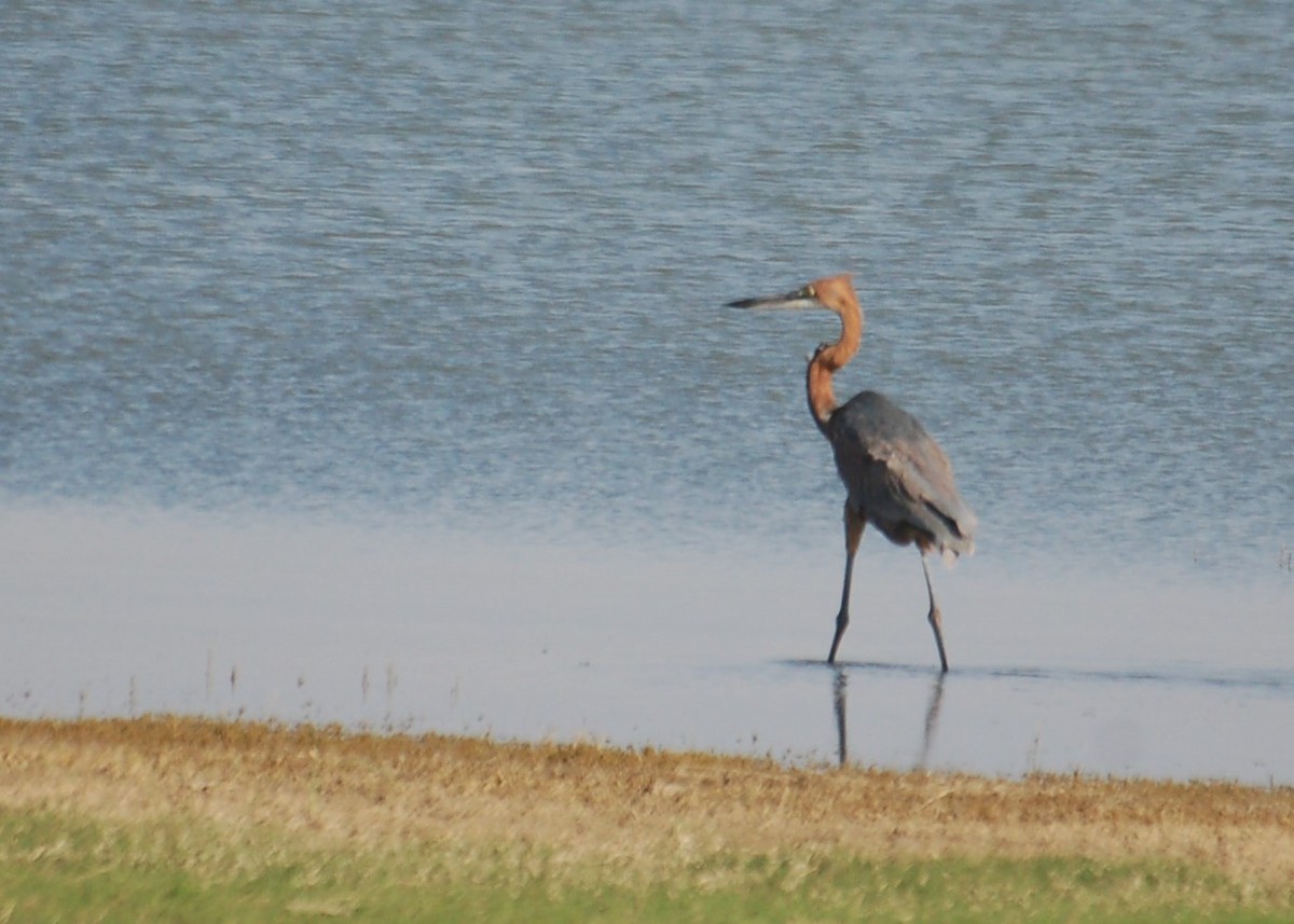 Goliath Heron - ML153182431