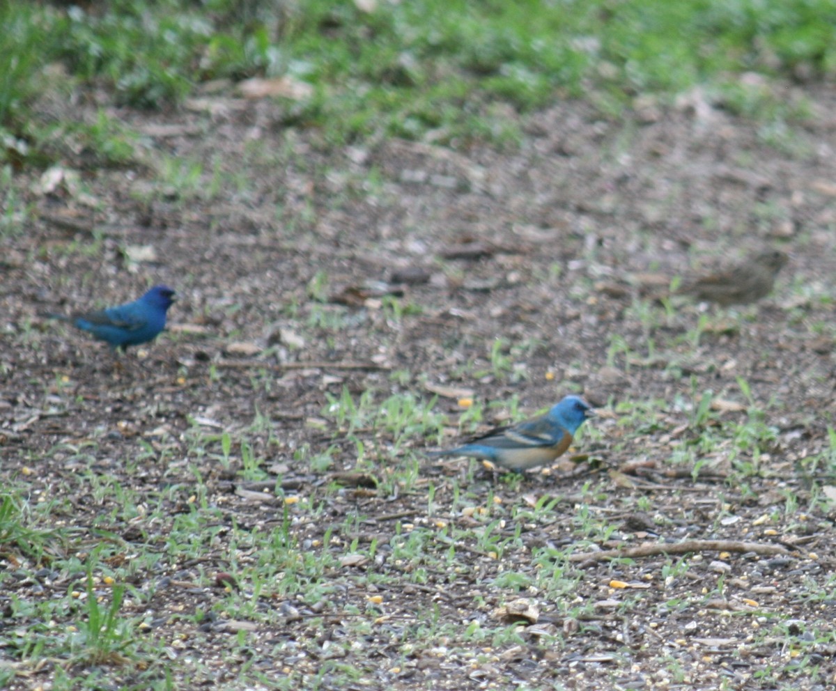 Azulillo Lapislázuli - ML153182691