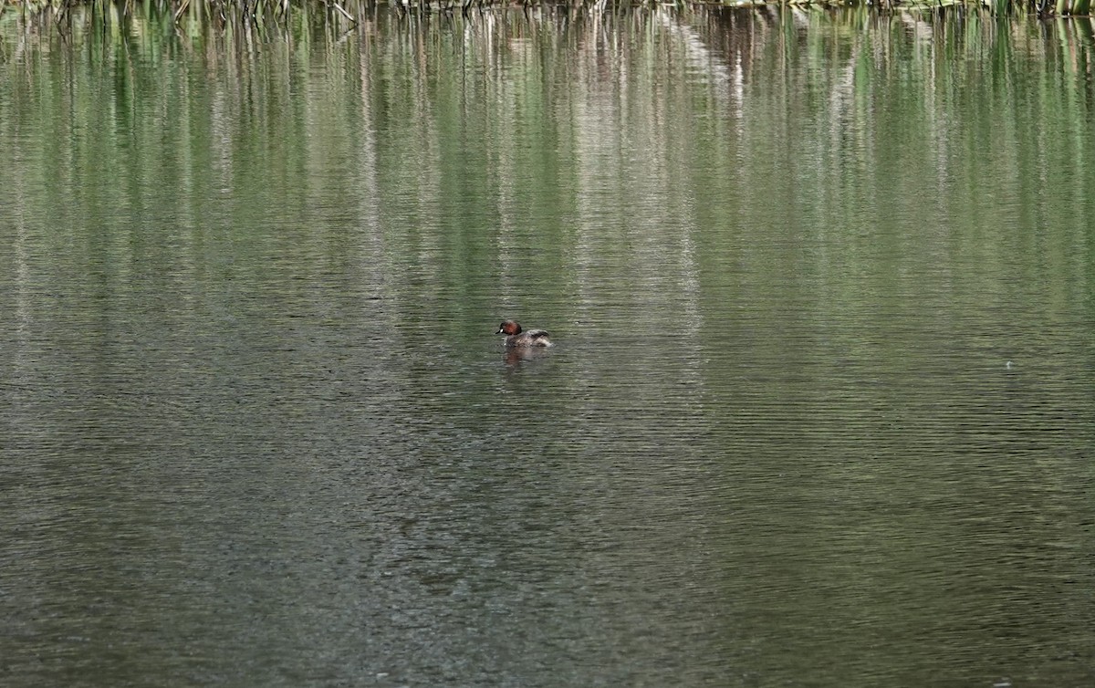 Little Grebe - ML153184511