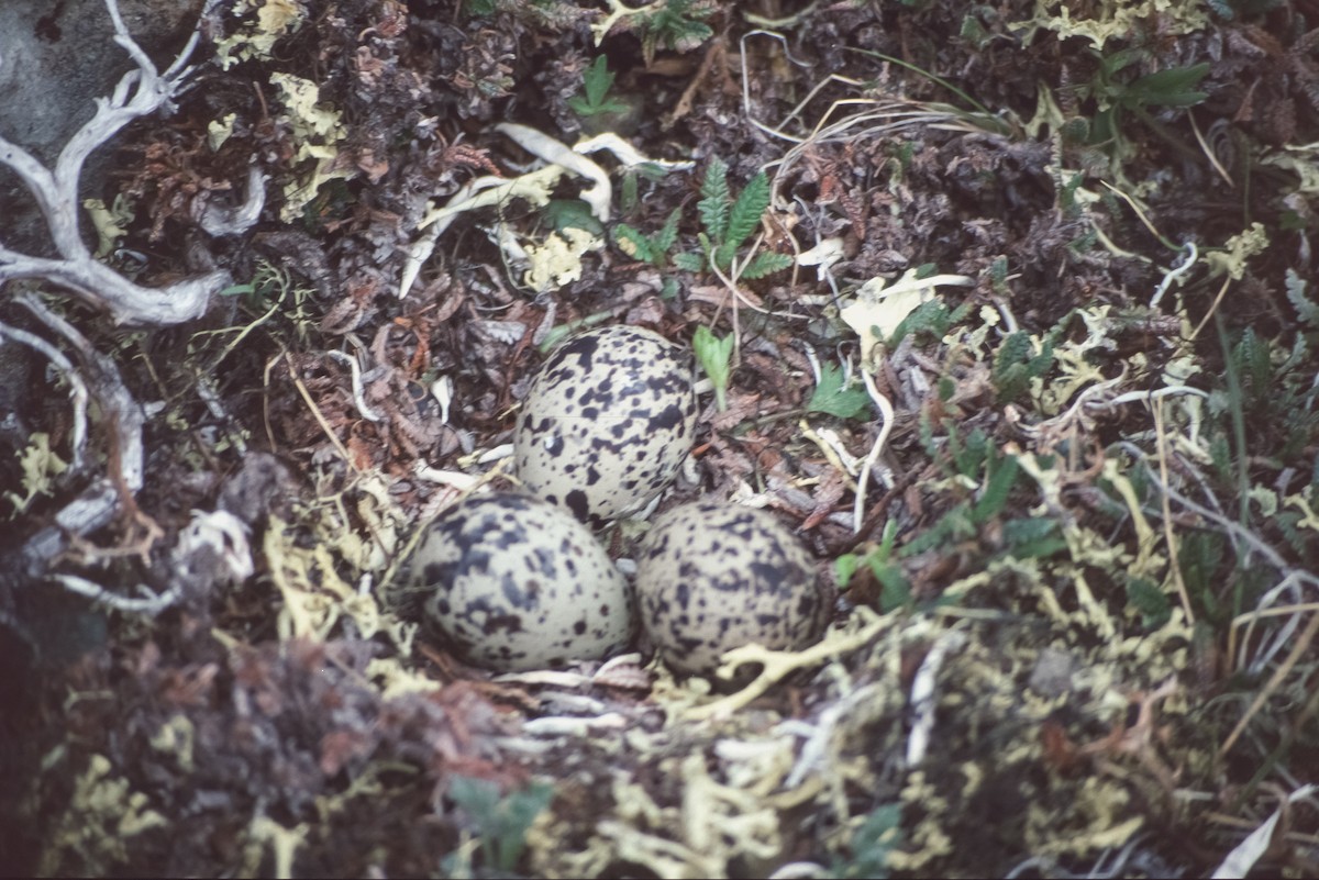 Eurasian Dotterel - ML153184551