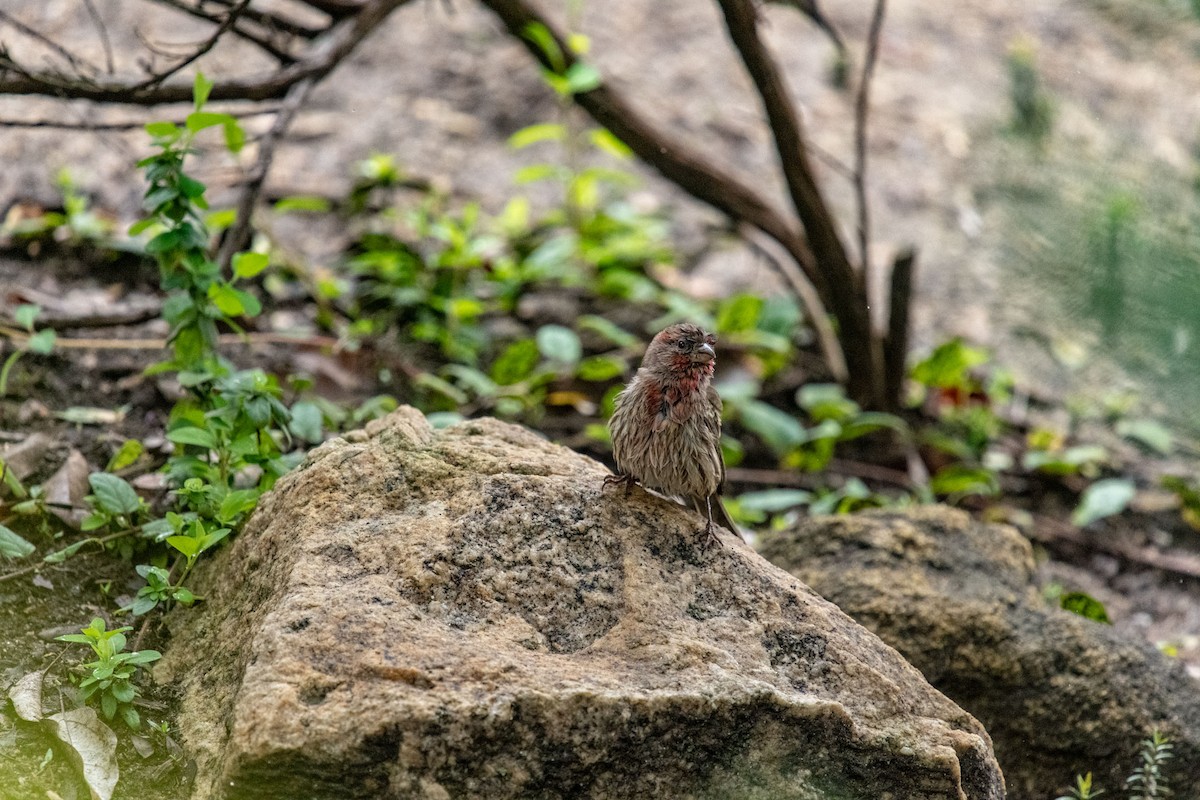 House Finch - ML153184741